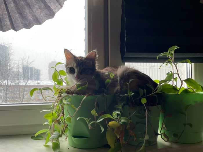 ������ �����