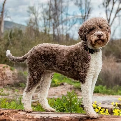 ������ ��� ���������� ������ ������ � ��������� ��������� ���� �� 330 �����