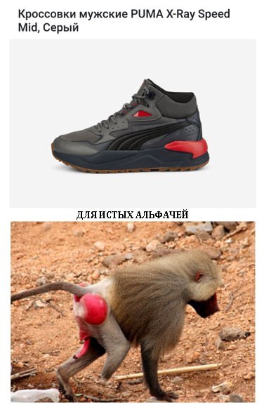 Пума павиану не товарисч