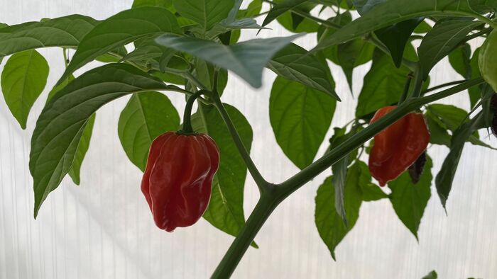 ������ ����� �������� ����������� 😉