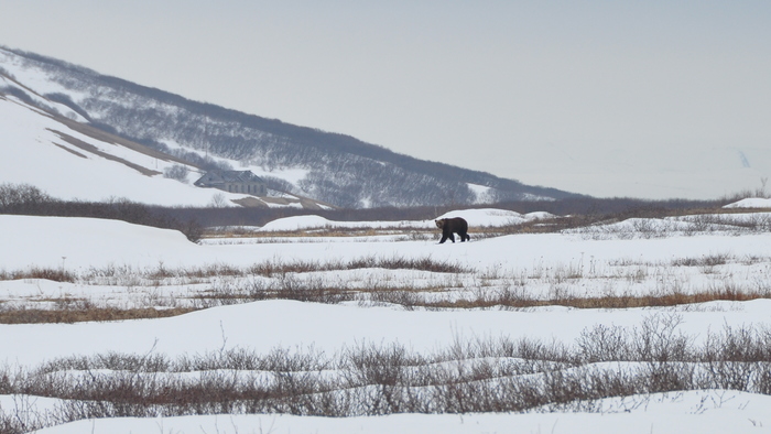 часа два вокруг ходил, нас видел, слышал, но подходить не пытался, умный и осторожный, не смотря на то что голодный