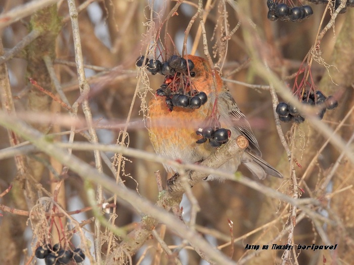 ��� (���. Pinicola enucleator). 24 ������ 2026. �������� ���������, �����-���������.