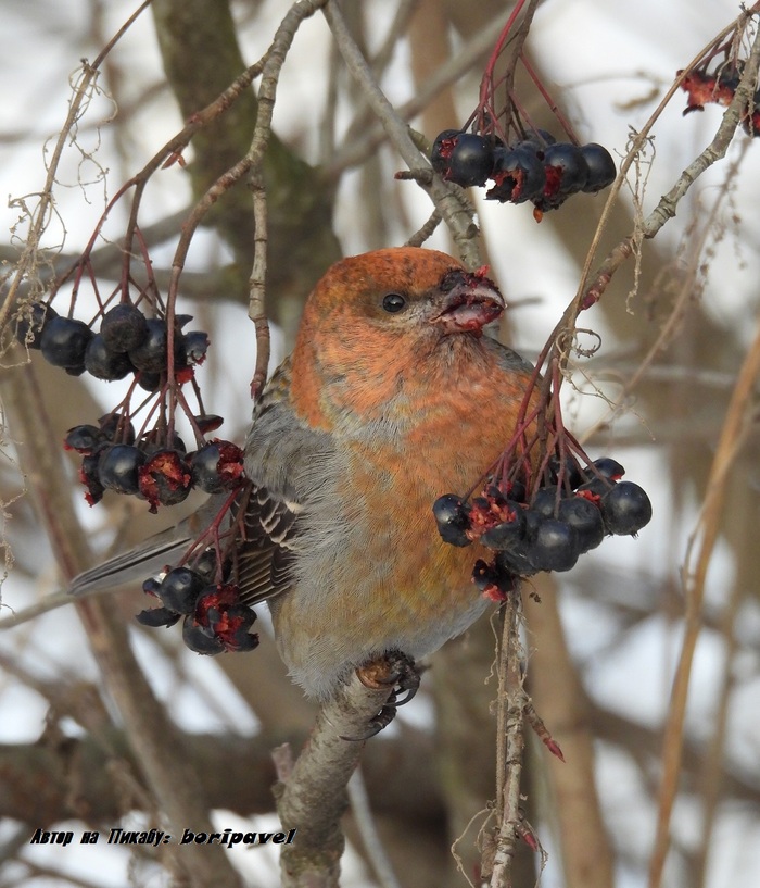 ������������ ��� (���. Pinicola enucleator). 24 ������ 2026. �������� ���������, �����-���������.