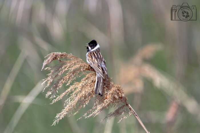 ������������ �������