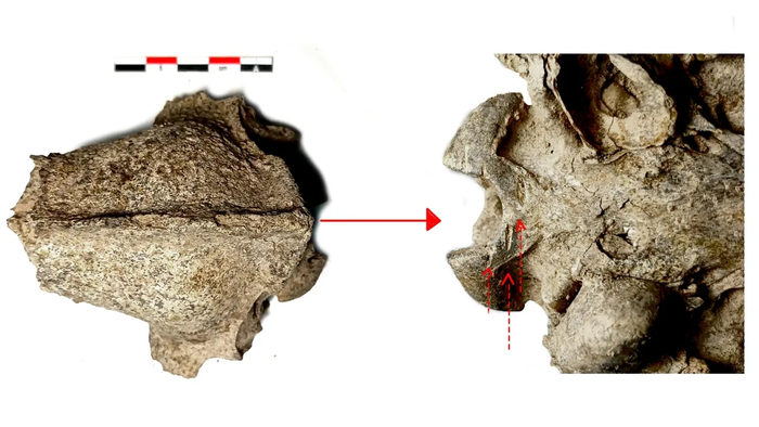 ������� ����� �� ������� ��������, ��������-��������, ��������