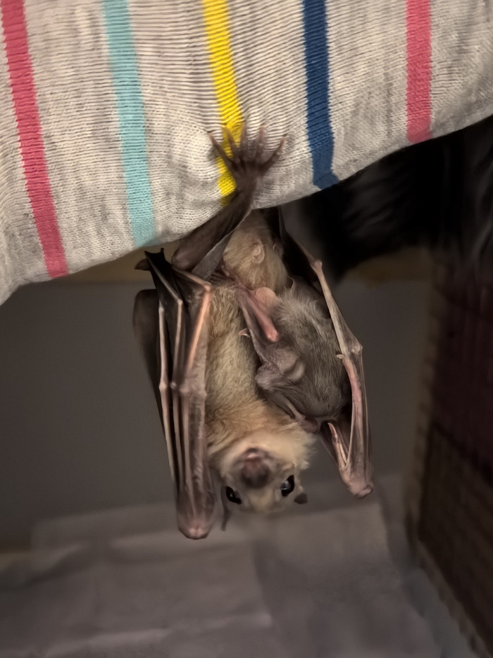 Счастливая мать на руке примостилась) Погладить дала! Шёрстка - мягчайший пух!