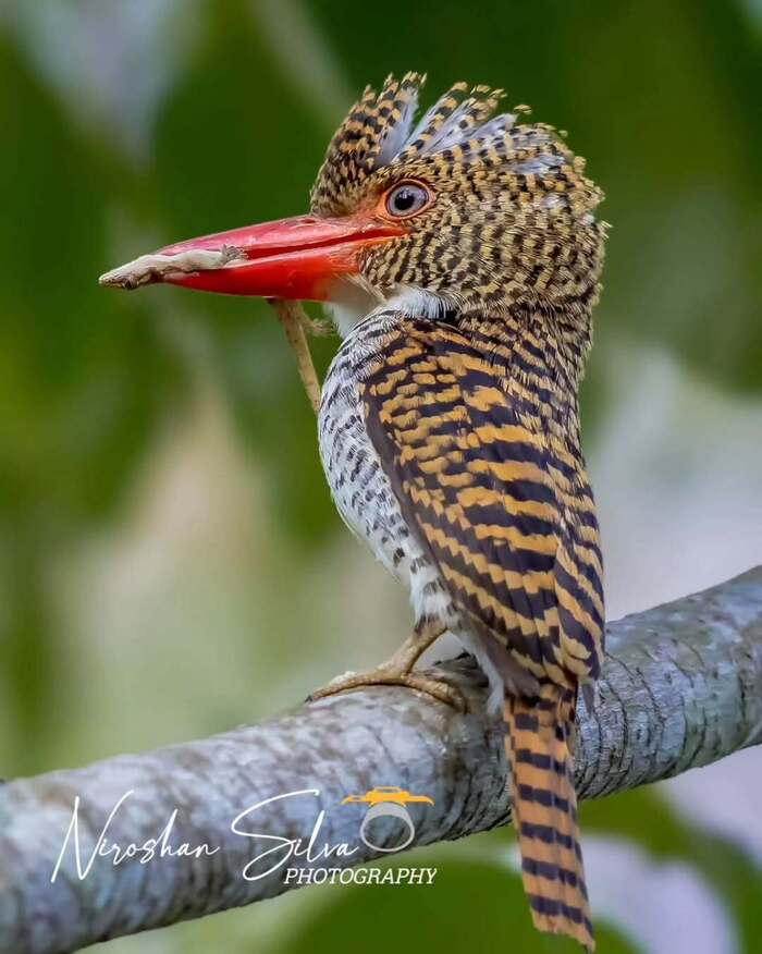 ��������� ���������