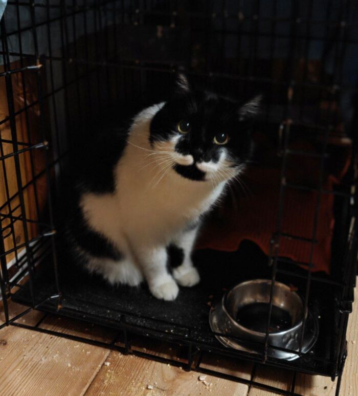 У меня плюс один. Кто-то снова покинул кошку и снова к тому же Магниту, откуда я забрала уже трёх животных