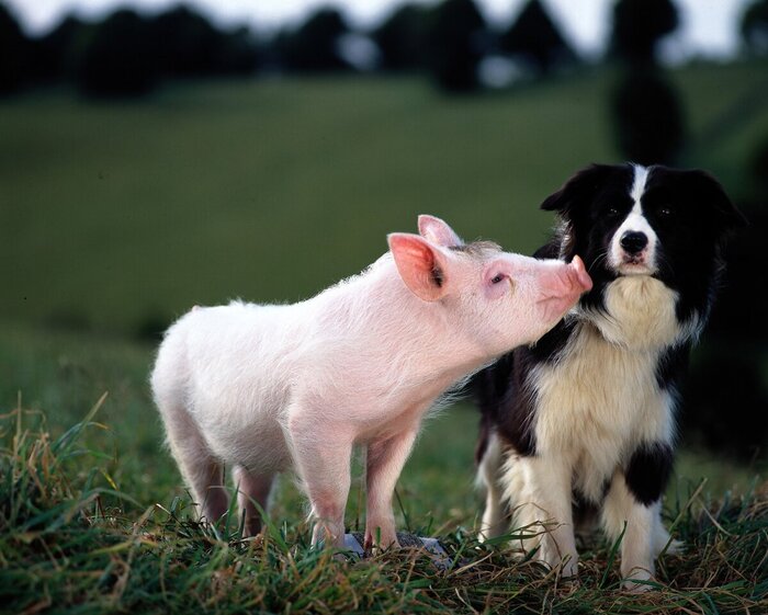 Кадр фильм "Бэйб: Четвероногий малыш"