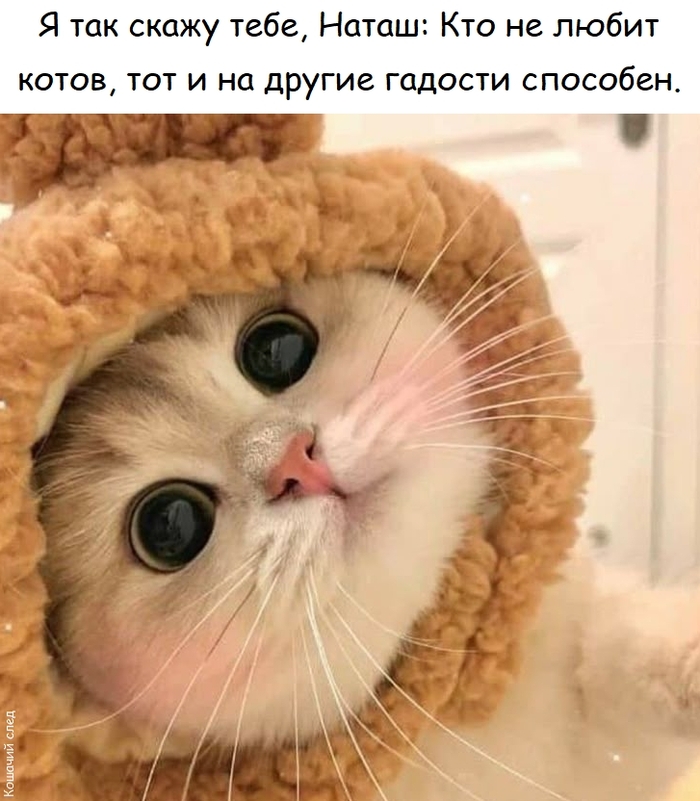 Котик фигни не скажет