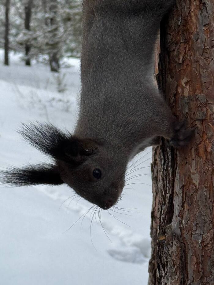 ������� �����