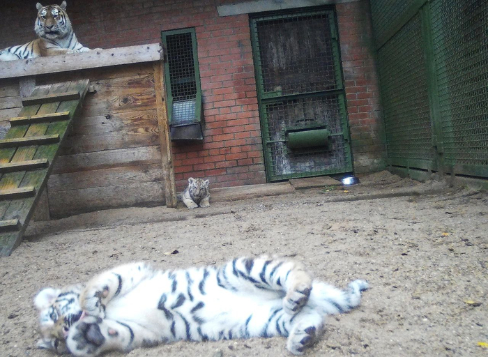 В вольерах установлены камеры. Фото <a href="https://pikabu.ru/story/prodolzhenie_posta_v_moskovskom_zooparke_rodilis_dva_amurskikh_tigryonka_13632217?u=https%3A%2F%2Ft.me%2Frare_animals_zoo%2F2256&t=%D0%BE%D1%82%D1%81%D1%8E%D0%B4%D0%B0&h=f4a3faf47126fdb11fd0fecc11ebab552893b1b1" title="https://t.me/rare_animals_zoo/2256" target="_blank" rel="nofollow noopener">отсюда</a>