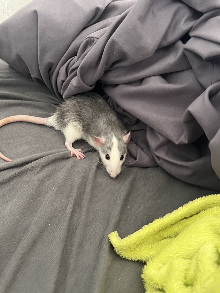 ����������� ���� ����, ��������� 