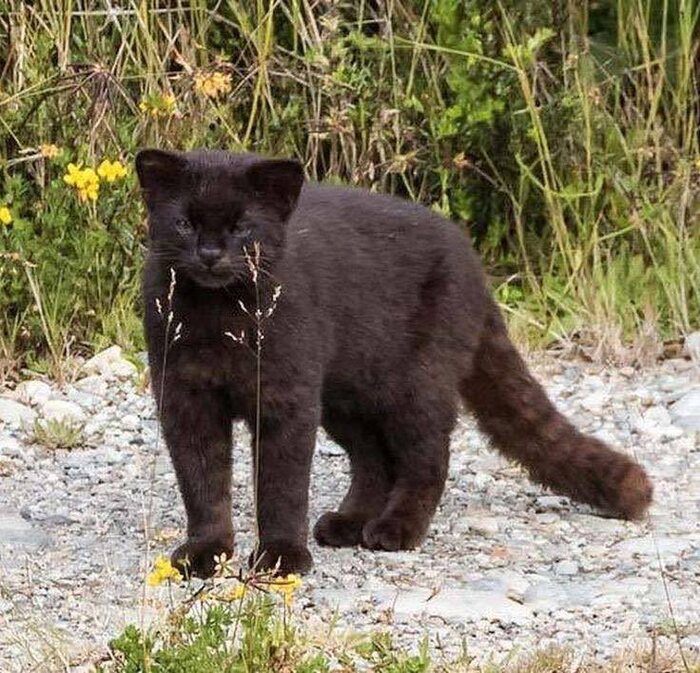 Внимание, чилийская кошка (спасибо за внимание)