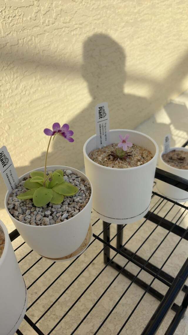 ������� � � ��������