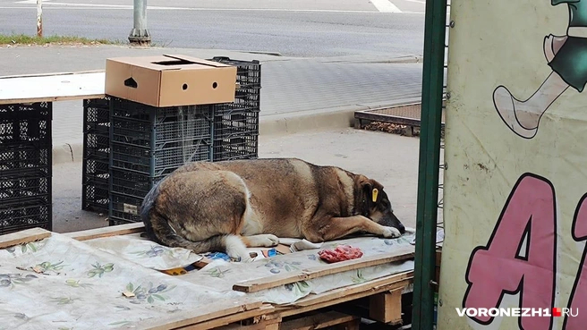 ��� �������, ����� ����������� � �������� ������. �������� �������. ��������: ������� ������� / <!--noindex--><a href="https://pikabu.ru/story/zhalko_brodyachikh_sobak_zhaleyte_ikh_u_sebya_doma_v_chernozeme_chinovniki_posovetovali_zoozashchitnikam_zabrat_bezdomnyikh_psov_s_ulitsyi_13638195?u=http%3A%2F%2FVoronezh1.ru&t=Voronezh1.ru&h=d77394a315a735dbb31ecdb60dee001d0be32ad4" title="http://Voronezh1.ru" target="_blank" rel="nofollow noopener">Voronezh1.ru</a><!--/noindex-->