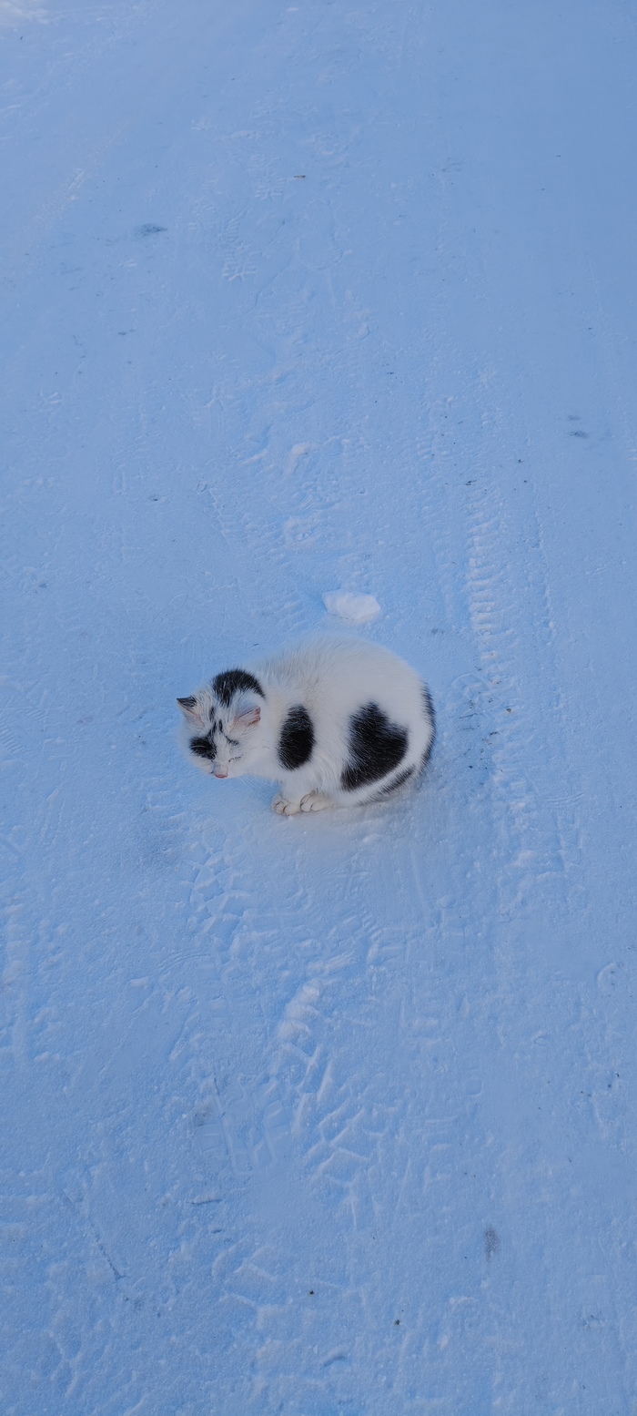 Сердечная киса