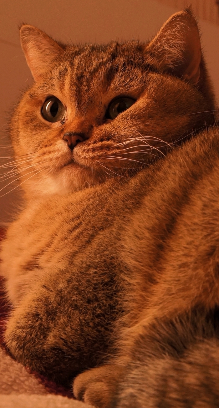 РыжоеНаглое