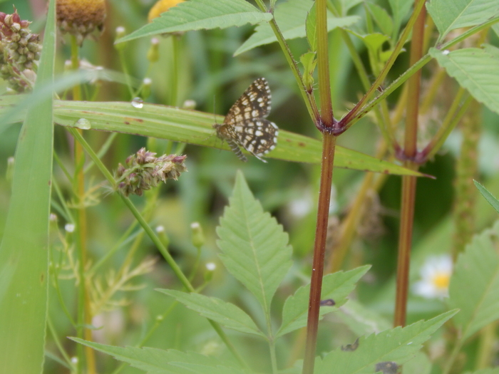 �������� ����������