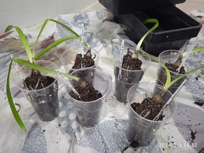 Лишь малая часть моих первых сеянцев)