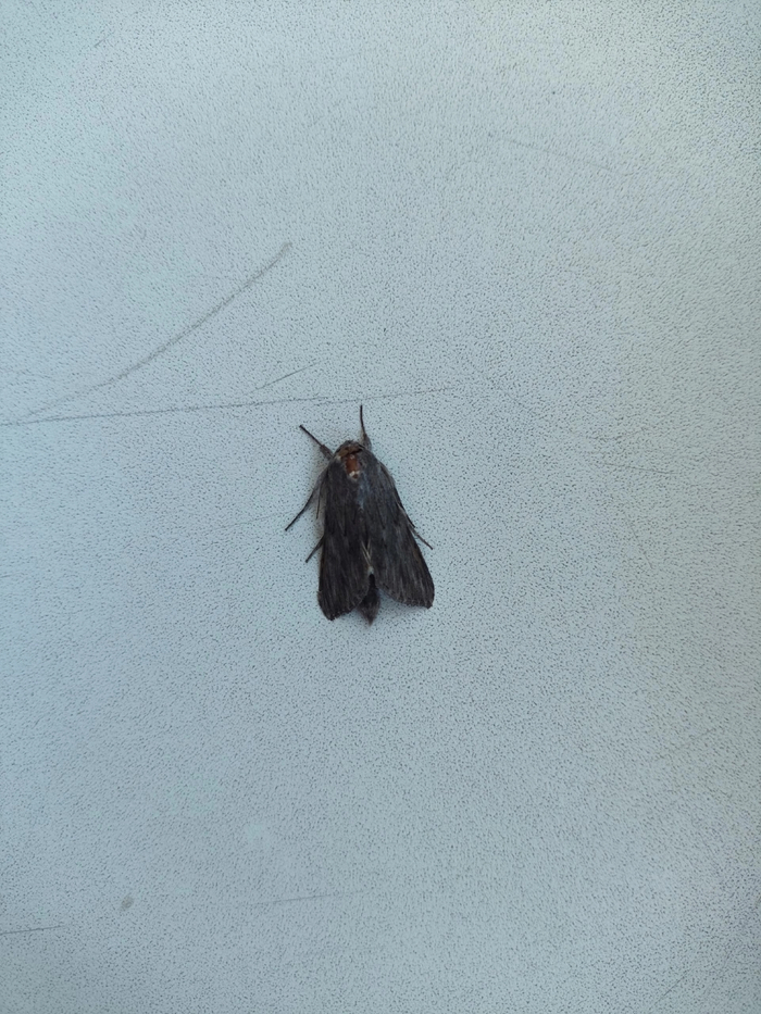 ����������� ����������, �����