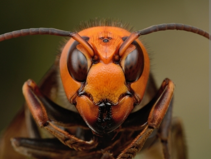 ��� ��� ������ ����� ������� �������?