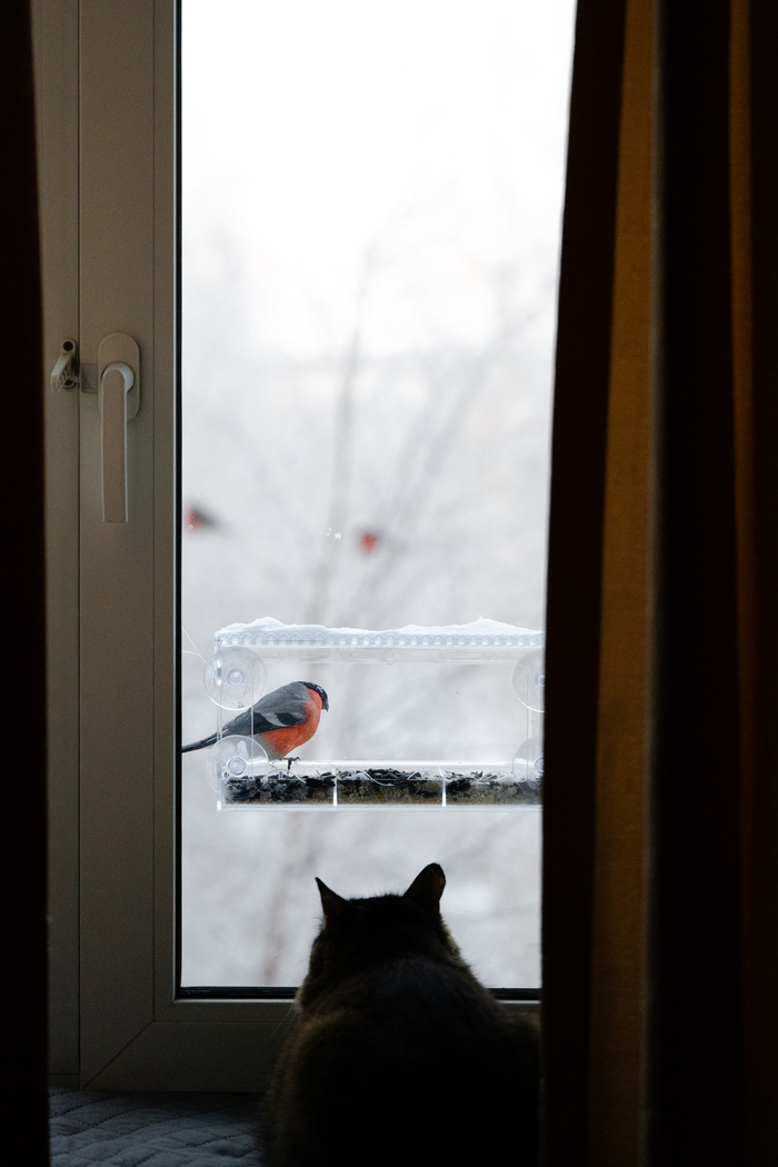 КОТроль расходования семечек в кормушке