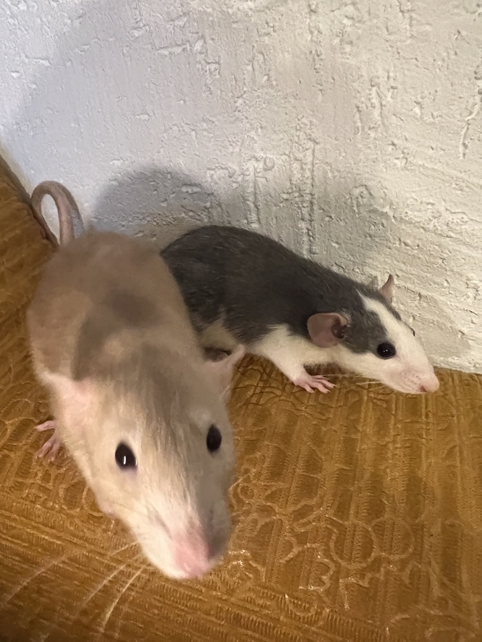 ������� ����