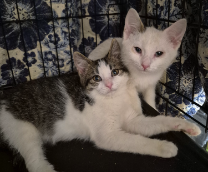 �������� �������