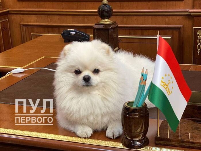 �������� ����: Telegram-����� ���� �������