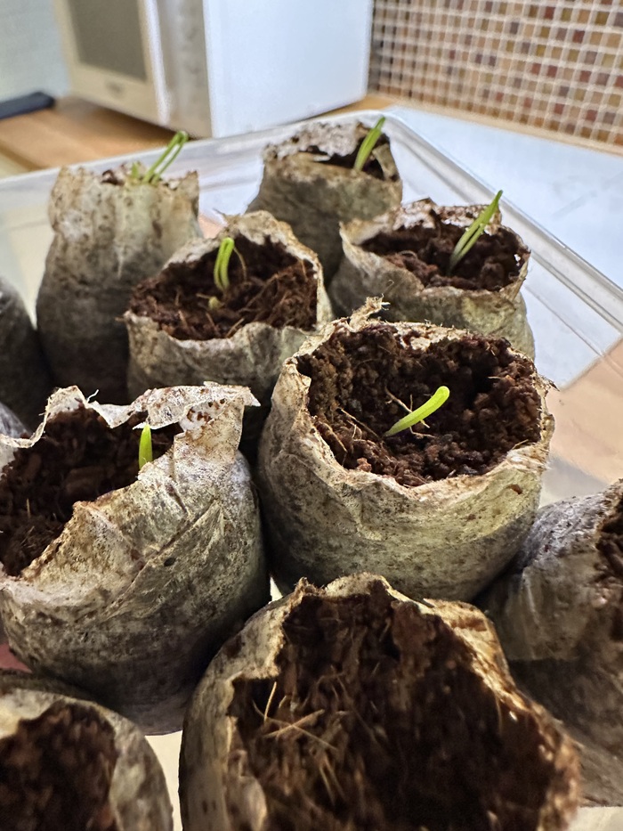 ������ ����