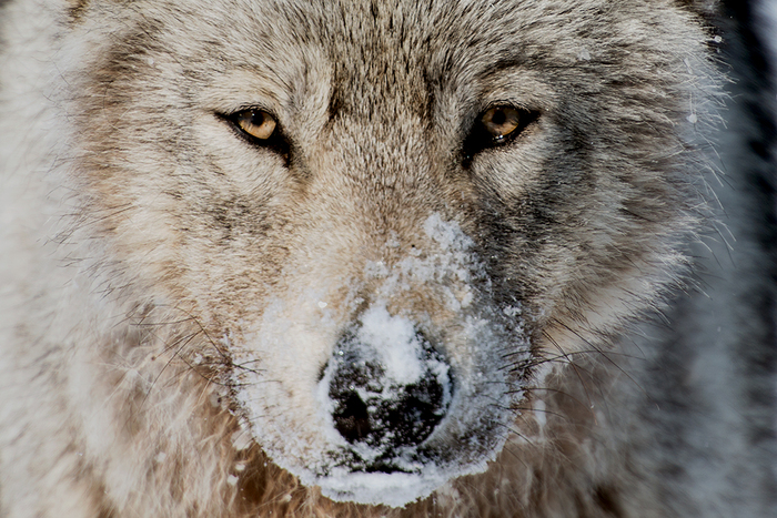 Серия Чукотка