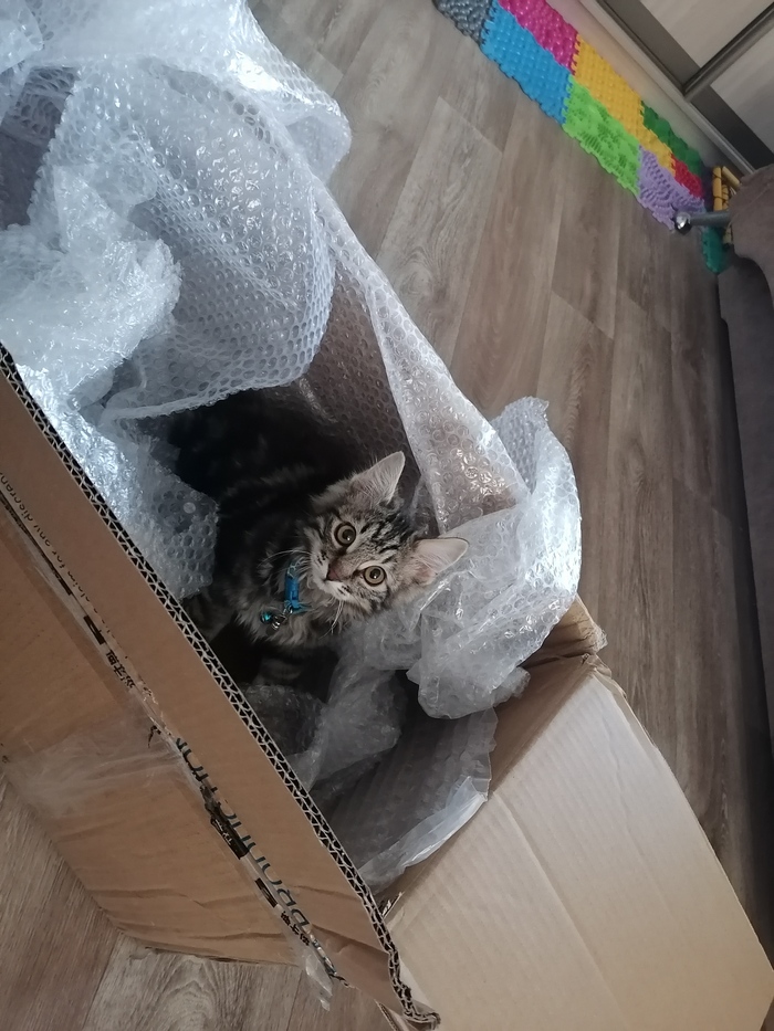 ������� ������� �������� ���) 