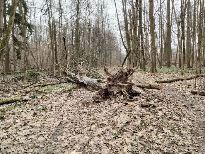 ������� ������ ������