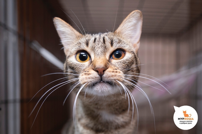 ����� �����, 3 ����, ������� �� �����.