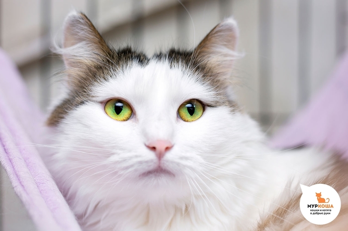 ����� ������, 5 ���, ��������, �� ������������� ��������.