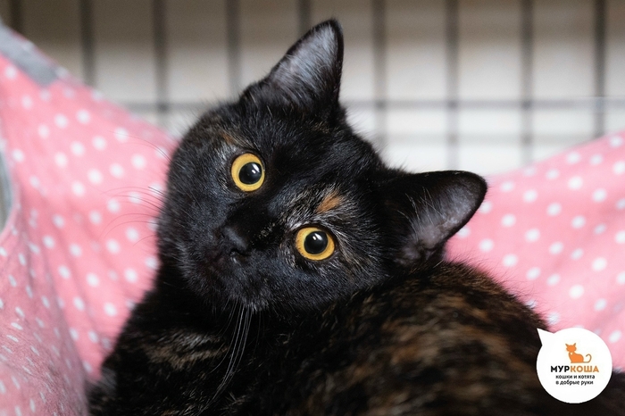 ����� �������, 1 ���, ����� �� ����.