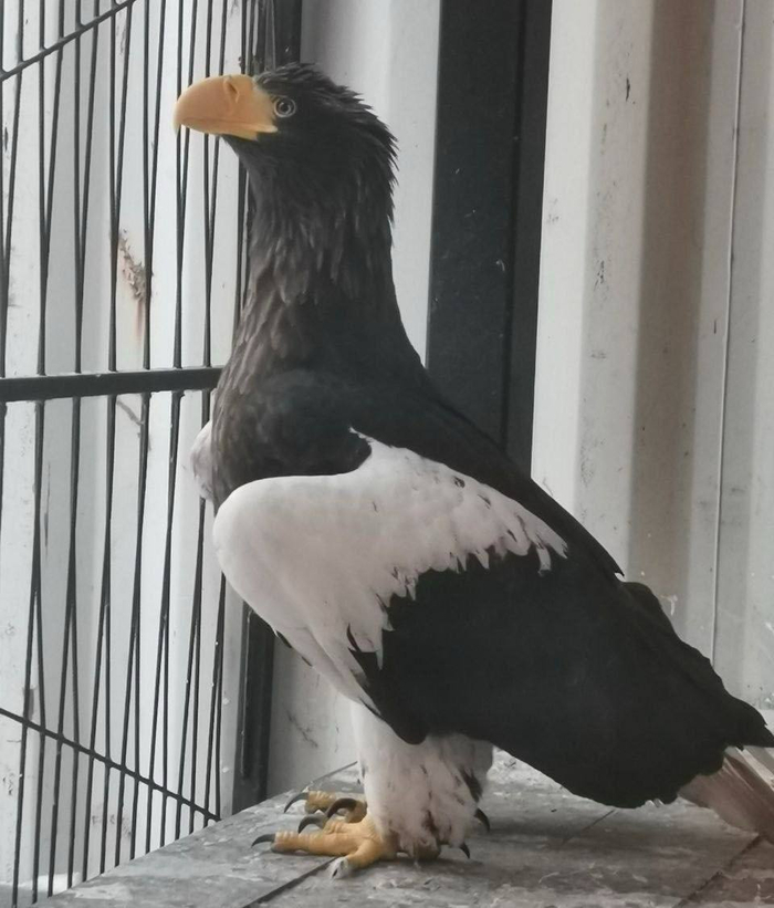 В Нижнем Новгороде сотрудники зоопарка «Лимпопо» спасли краснокнижного белоплечего орлана. Кто-то его выбросил (!) на одной из автостоянок