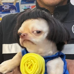 BbIBOPOT