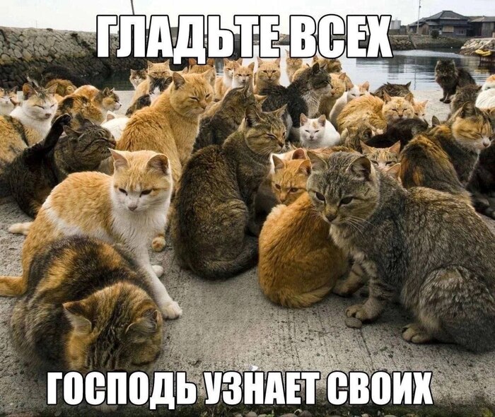 Гладьте всех