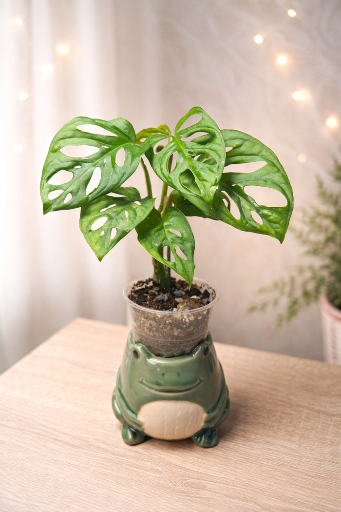 ��� ��������� �������