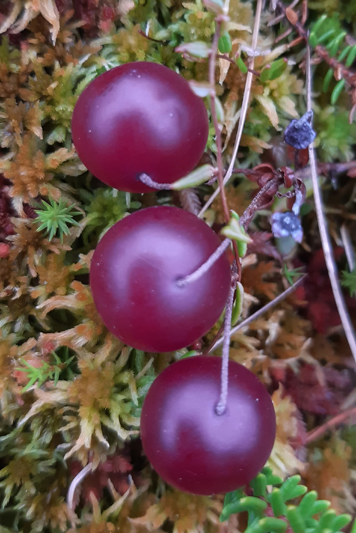 ���� �. ���������.