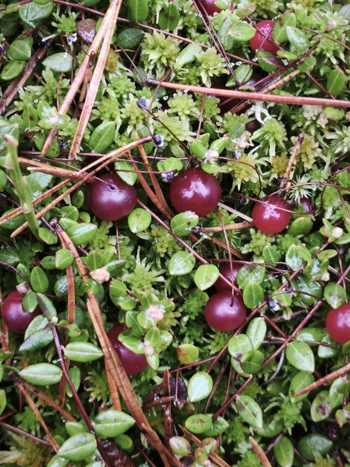 ���� �. ��������.