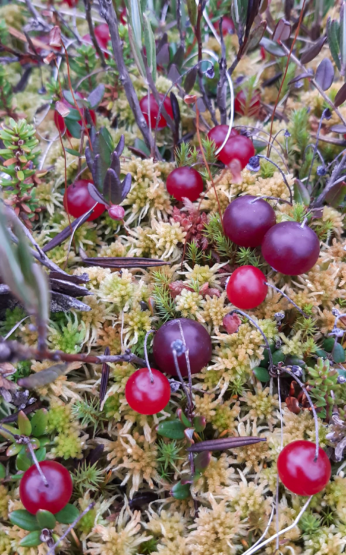 ���� �. ���������.