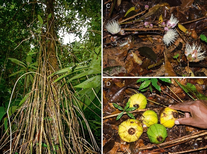Eugenia venteri (��������� ��������, Myrtaceae) � 18-�������� ������ �� ����������, ��������� �� ������, ������������� ��� �������� ����, ����������� �� ����� � ���, ��� ������ ����������, ������������� ������.
