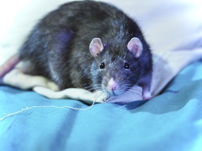 Боевой крысоогр Товарищ Хошимин.