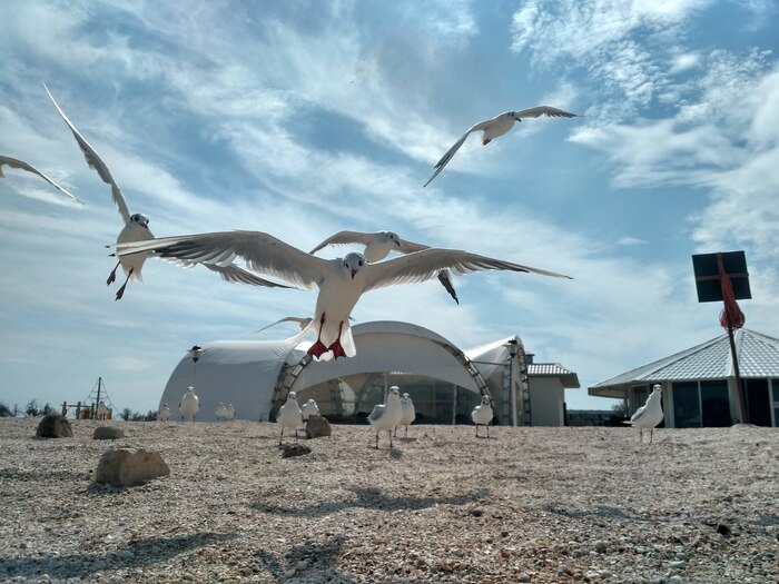 Если аккуратно подкармливать, то будет такая красота.