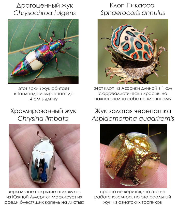 Школьные факты #75