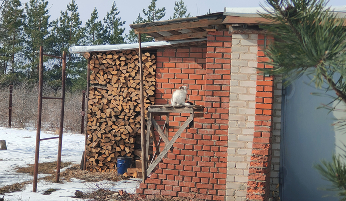 Традиционный семейный длиннопост про нашу жизнь и наше поместье