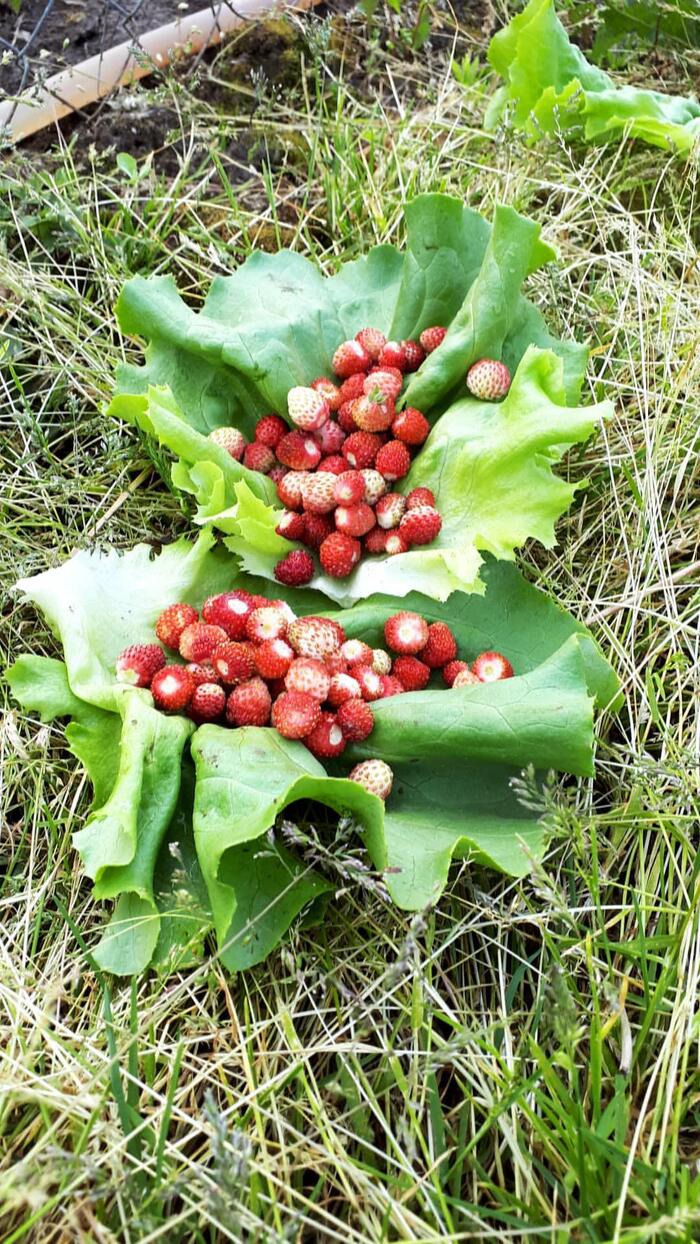 ��������� �������